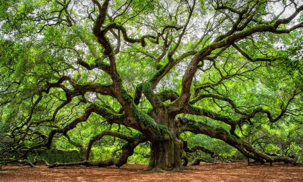 Angel Oak Charleston