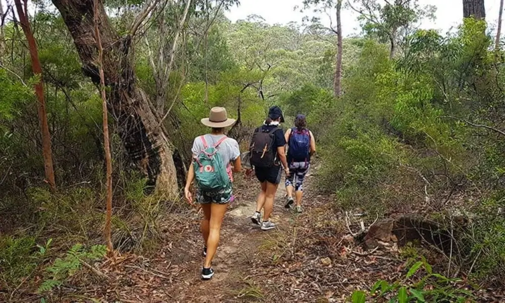 Dharawal National Park - Bushwalk Tour