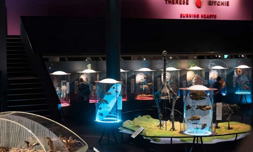 Museum & Art Gallery of the Northern Territory