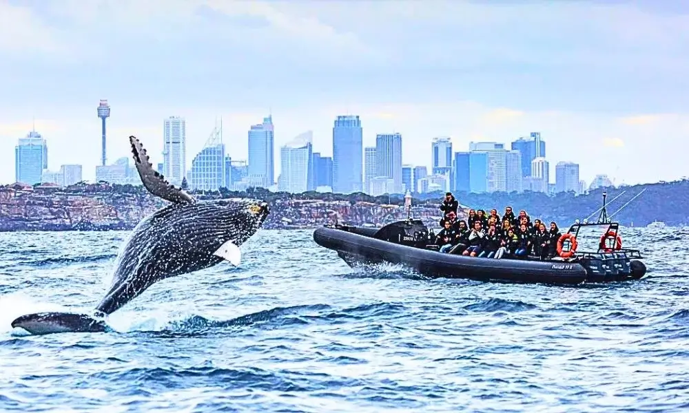 Whale Watching Tours