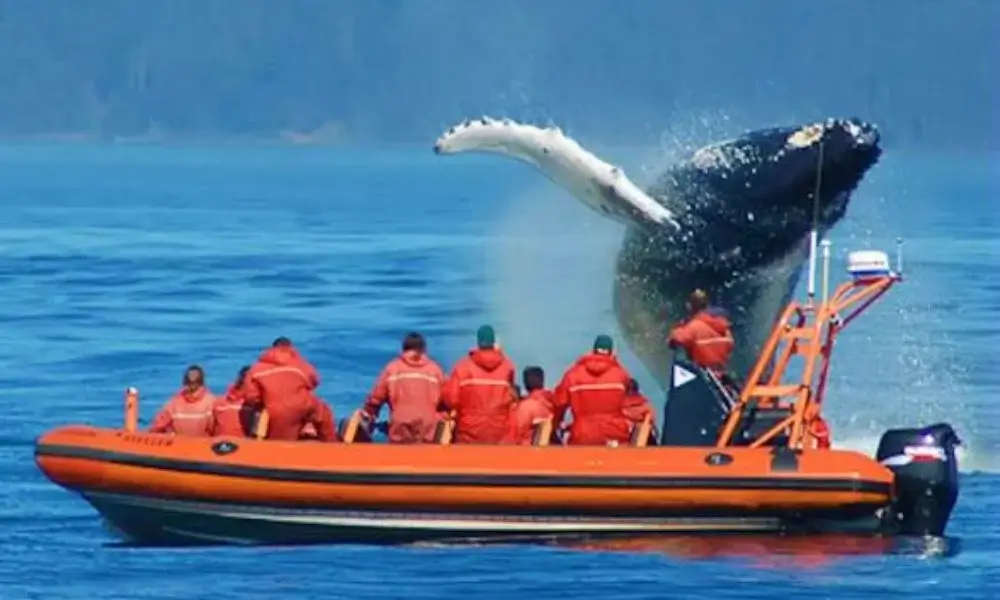 Whale watching in Victoria