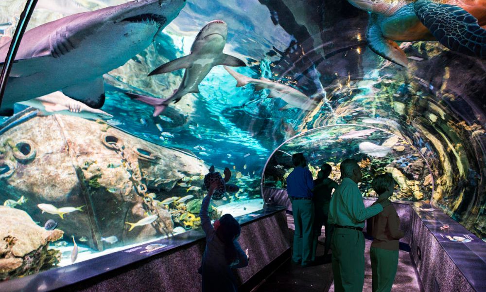 Ripley's Aquarium