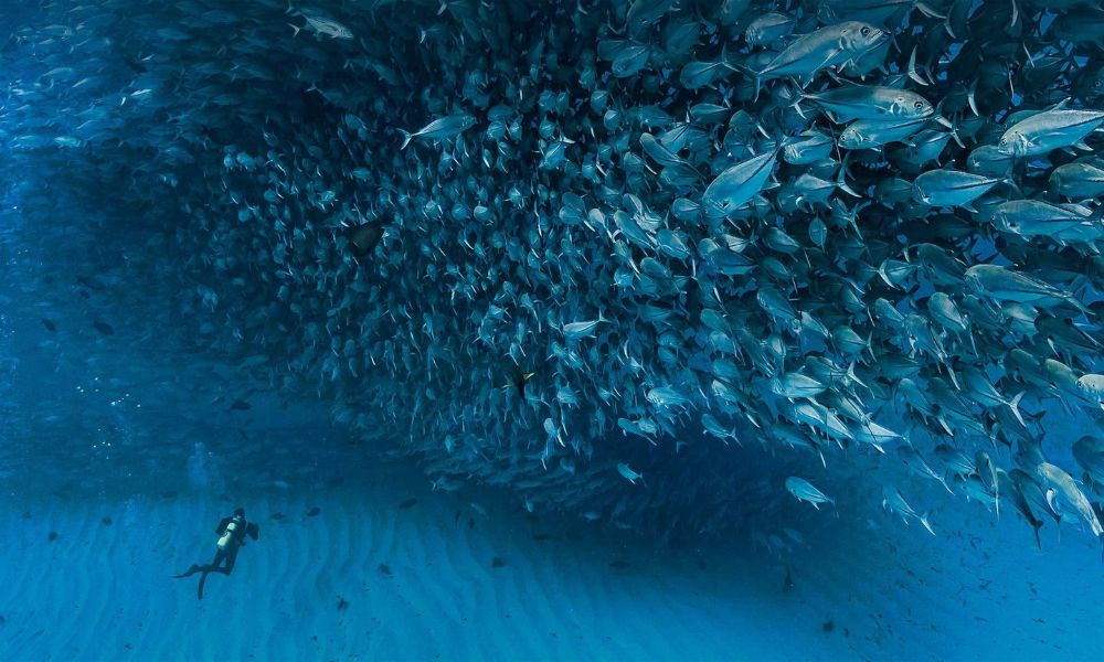 Cabo Pulmo Marine Preserve