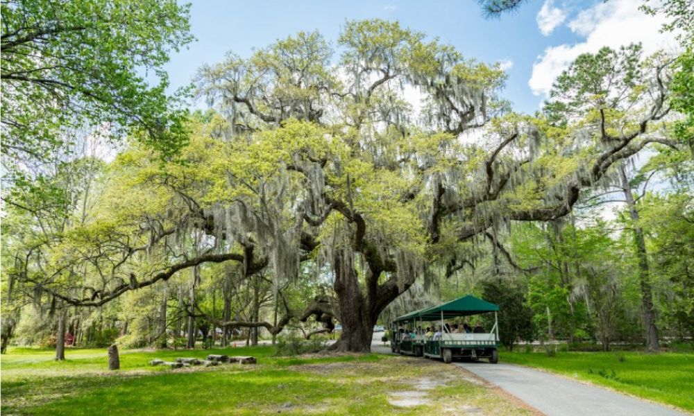 Magnolia Plantation and Gardens